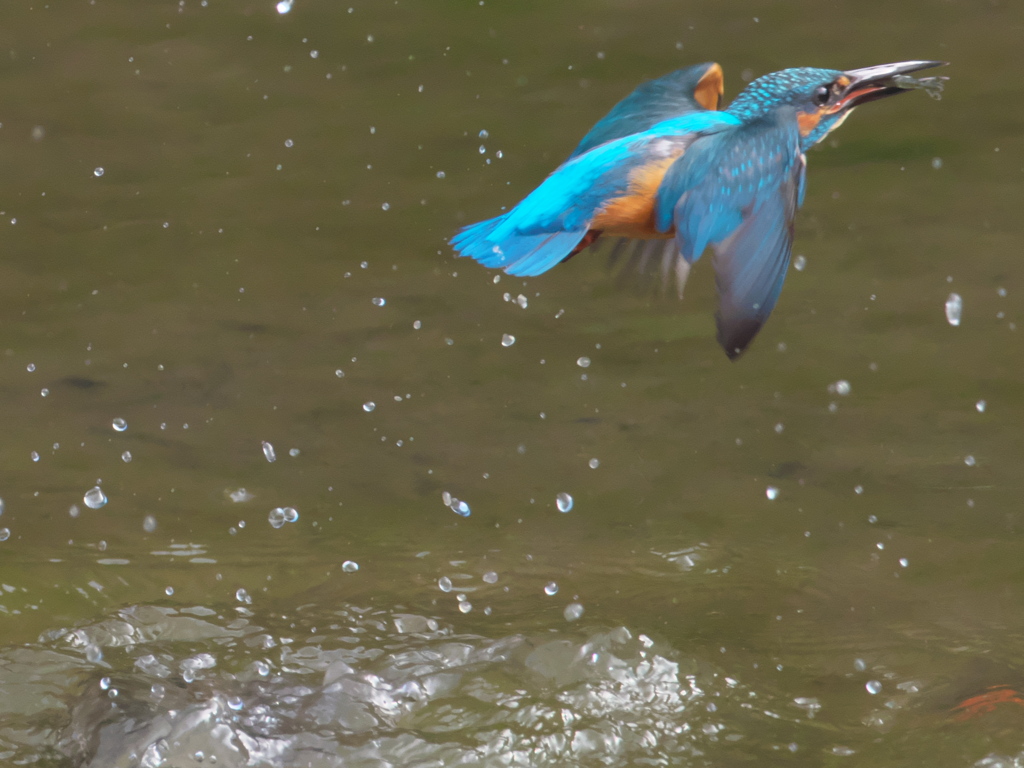浮上 100（父親）