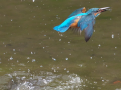 浮上 100（父親）