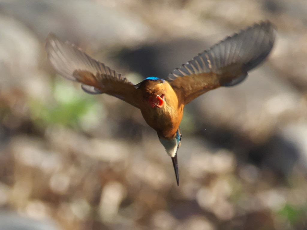 ロックオン 13-2（父親）