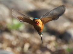 ロックオン 13-2（父親）