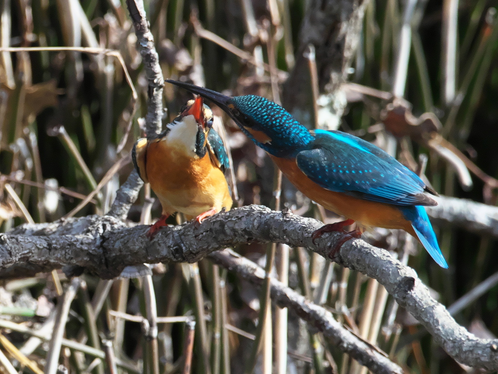 止り木 135-1（嫁候補と父親）