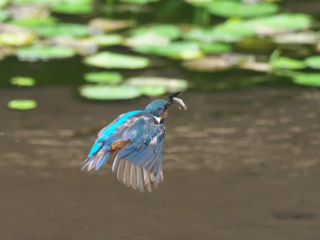 お魚獲れたよ 44