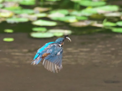 お魚獲れたよ 44