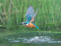 浮上 97-1（父親）