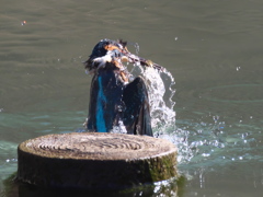 浮上 302（父親）