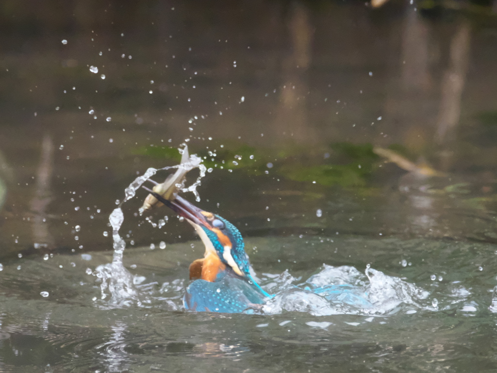 浮上 152-2（父親）