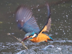 浮上 369-4（父親）