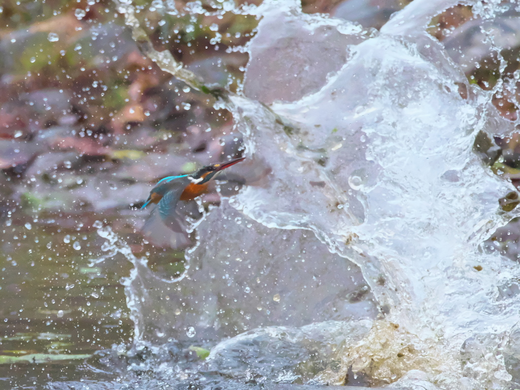 飛び込みシーケンス 28-5（嫁候補 カルガモびっくり）