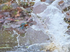 飛び込みシーケンス 28-5（嫁候補 カルガモびっくり）