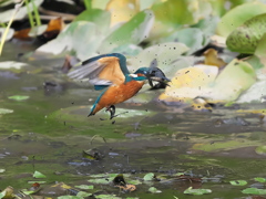 飛び込みシーケンス 35-4