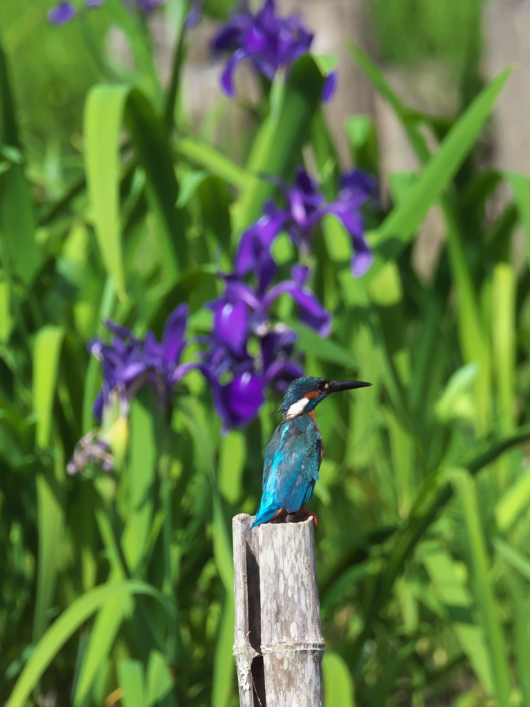 止り木 207（カキツバタ）