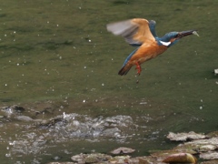 飛び込みシーケンス 1-7