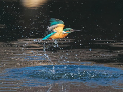 浮上 371-3（父親）