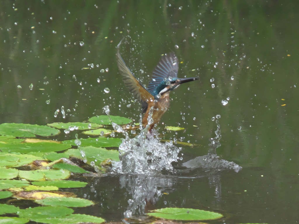 浮上 64（父親）