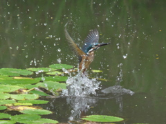 浮上 64（父親）