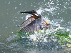 浮上 468-2（父親）