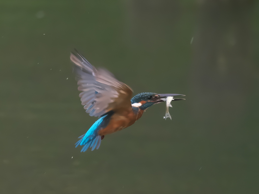 お魚獲れたよ 52