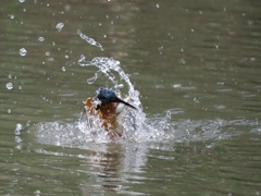 浮上 1265-1 浮上 1265-1