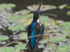 エビ獲れたよ 29-1（父親）