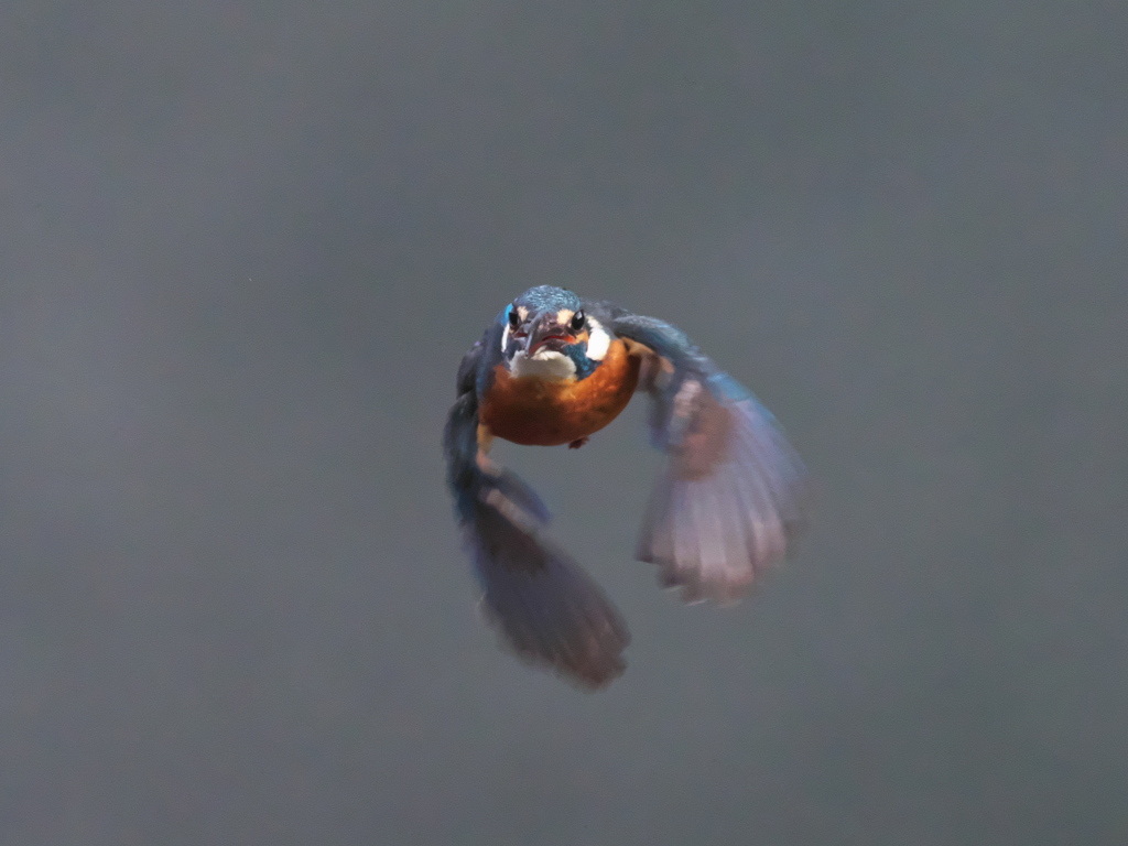 ホバ 41-3（父親）