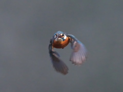 ホバ 41-3（父親）