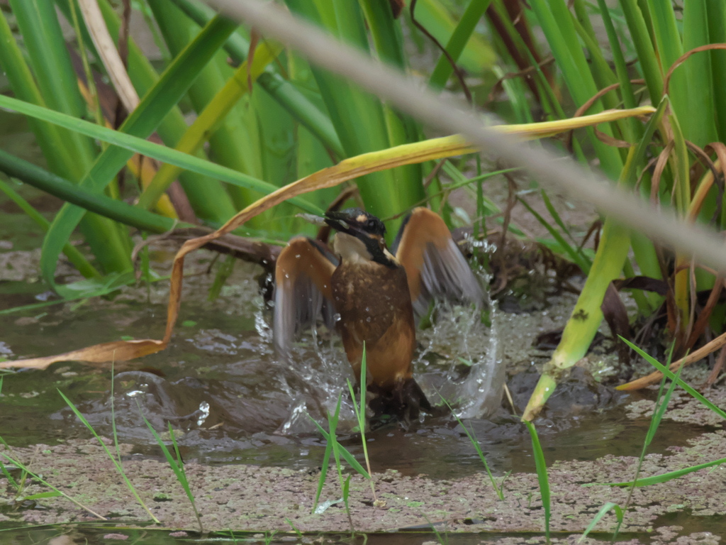 浮上 34-7（雛 只今修業中）