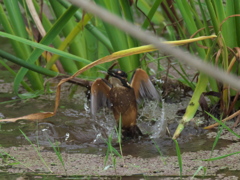 浮上 34-7（雛 只今修業中）