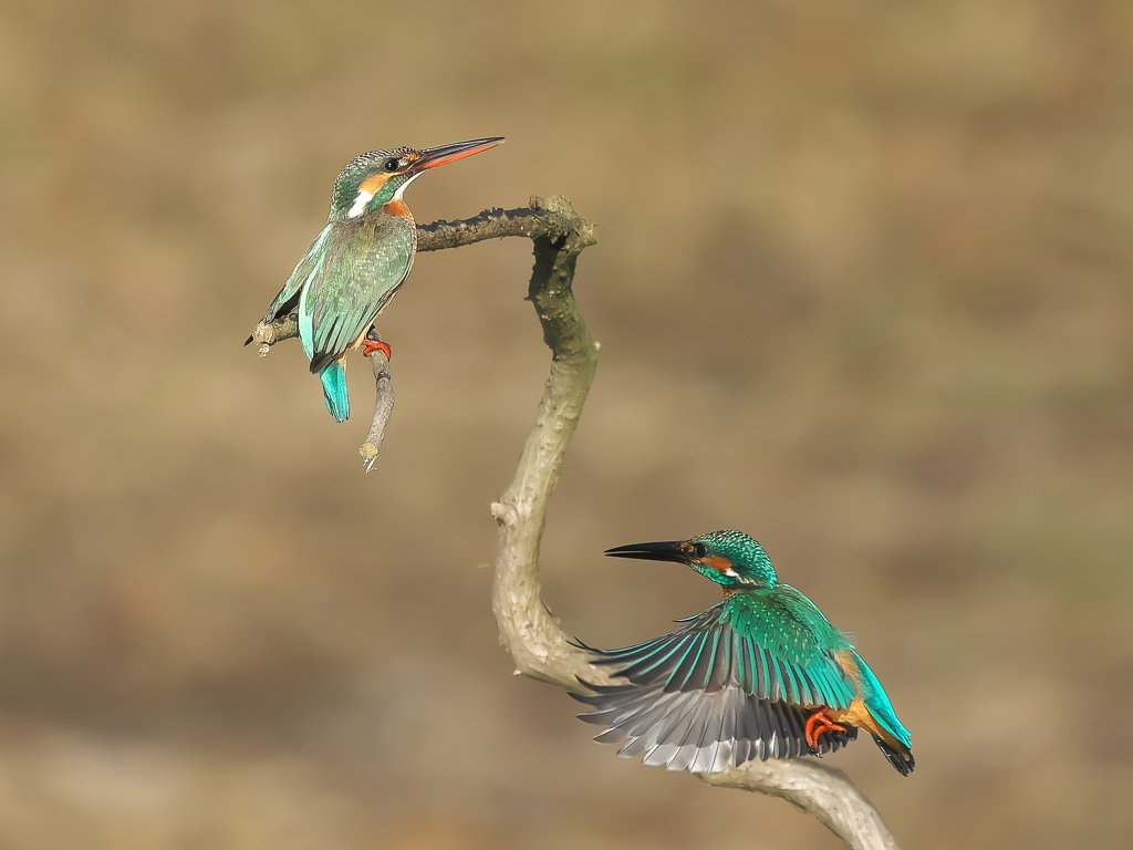 止り木 349-5（雄と雌）