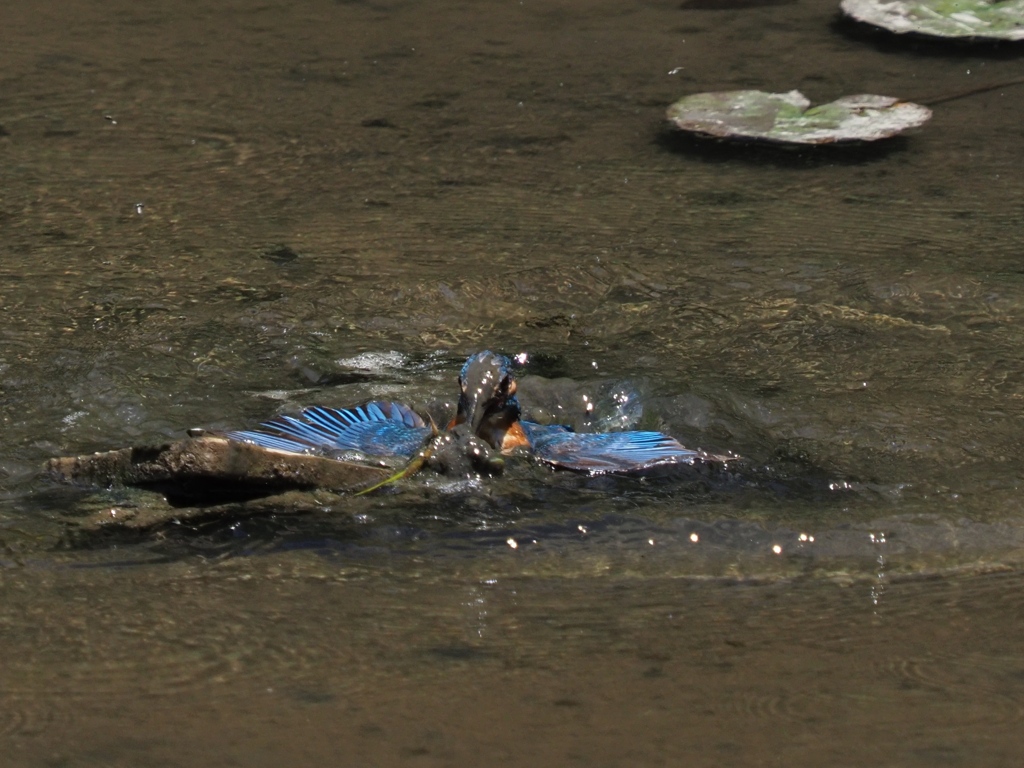 泥々シーケンス 1-3