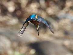 ロックオン 13-1（父親）