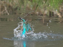 浮上 230（父親）