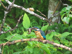 ザリガニ獲れたよ 16-2