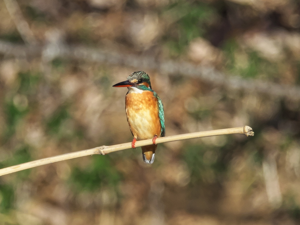 止り木 146（嫁候補）