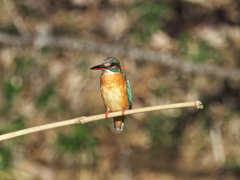 止り木 146（嫁候補）