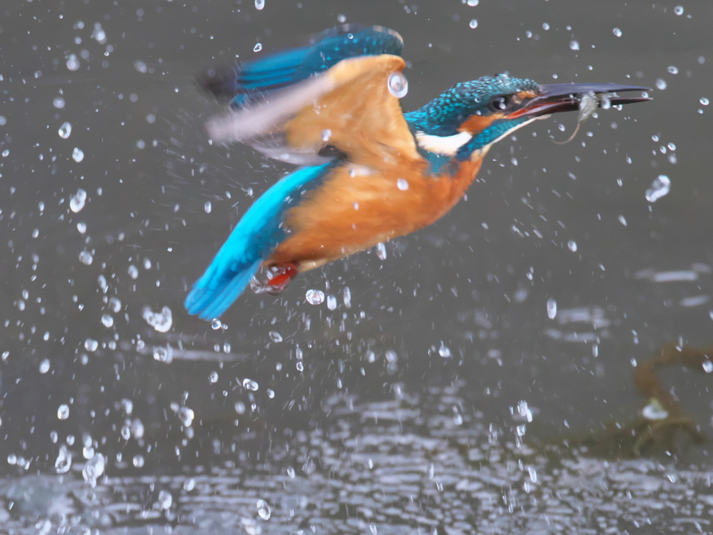 浮上 242-2（父親）