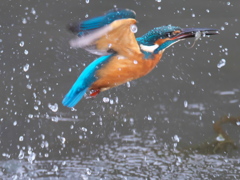 浮上 242-2（父親）