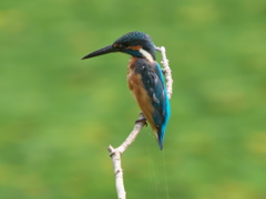 止り木 8（雄の子？）