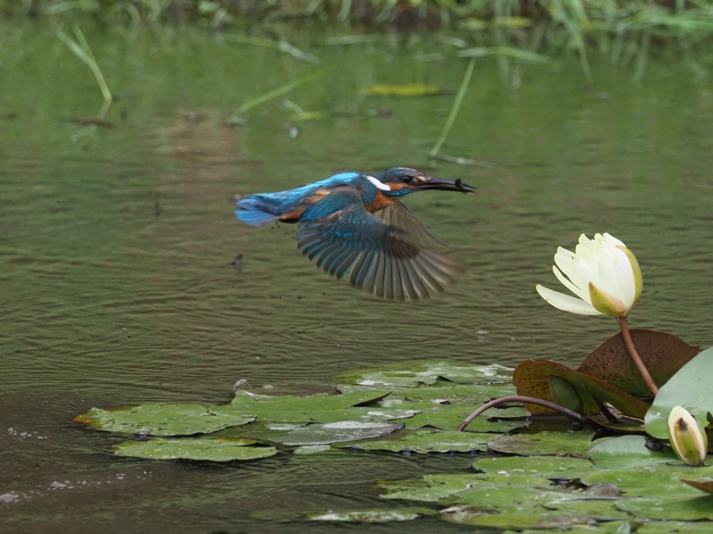 お魚採れたよ 10-2