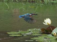 お魚採れたよ 10-2