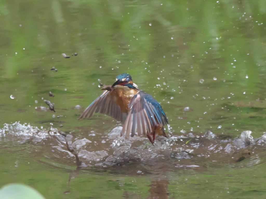 浮上 61-3（父親 エビ獲れたよ）