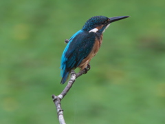 止り木 11（父親）