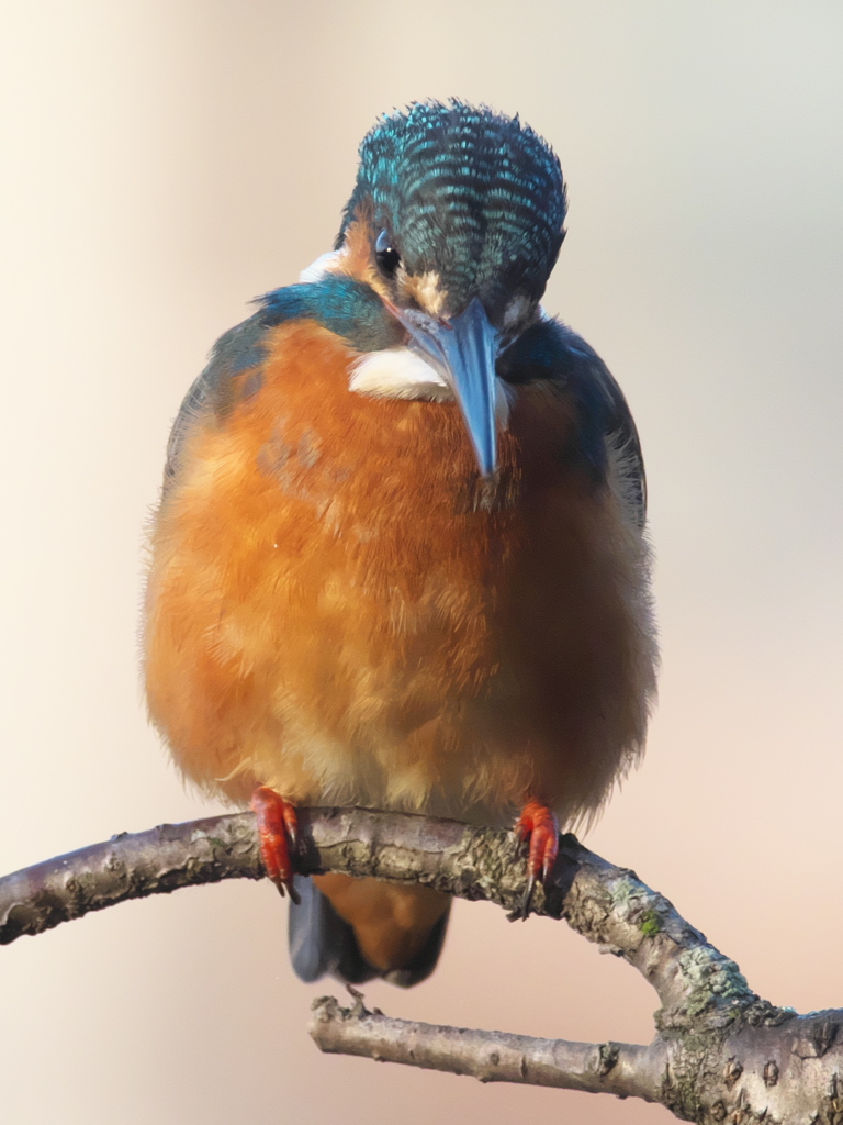 止り木 113（雄 都市公園にて）