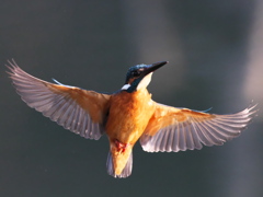 止り木へ 20-1（父親）