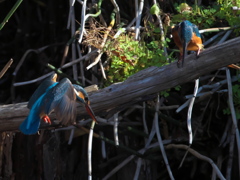 止り木 88（嫁候補と父親）