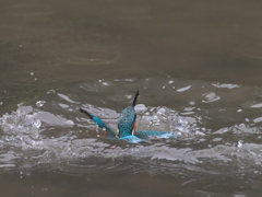 飛び込みシーケンス 18-4（父親）