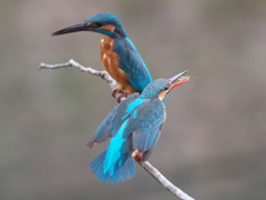 止り木 110-1（嫁候補と父親）