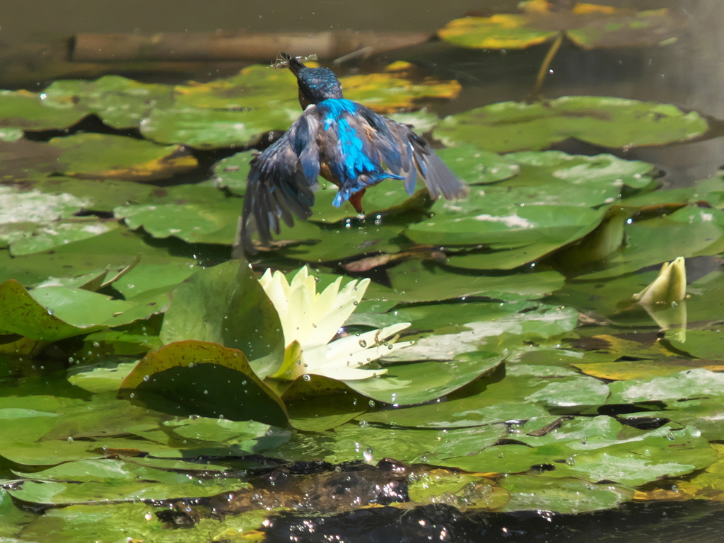 飛び込みシーケンス 9-4（父親）