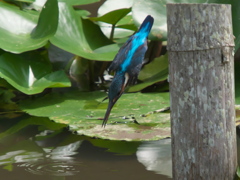 飛び込みシーケンス 11-1（父親）