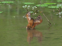 飛び込みシーケンス 5-4（父親）