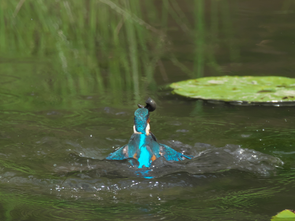 浮上 80-3（父親 ドジョウ獲れたよ）